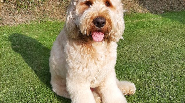 Clumberdoodle Archie