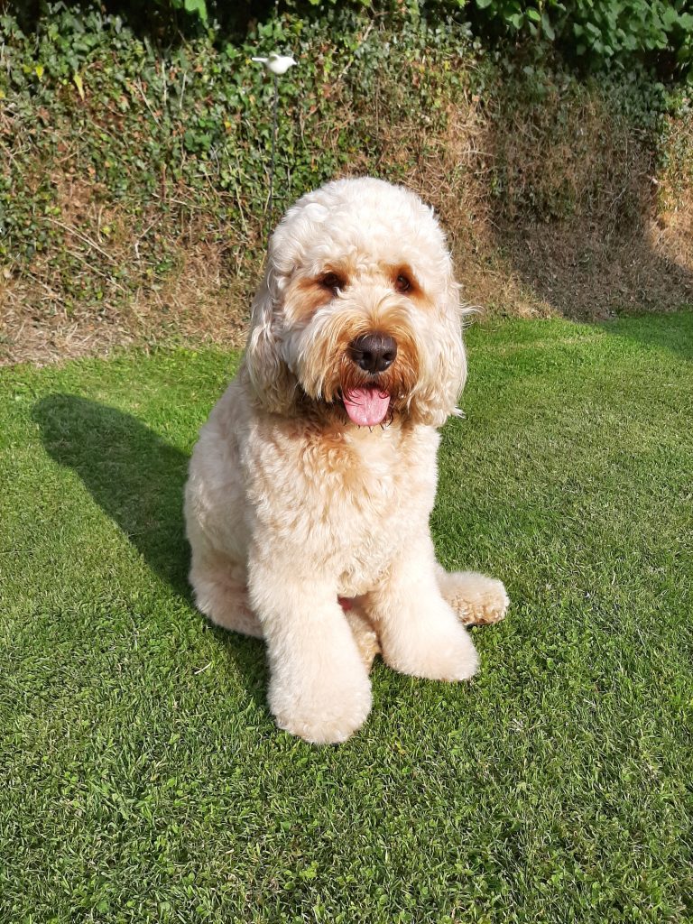 Clumberdoodle Archie gone but will never be forgotten