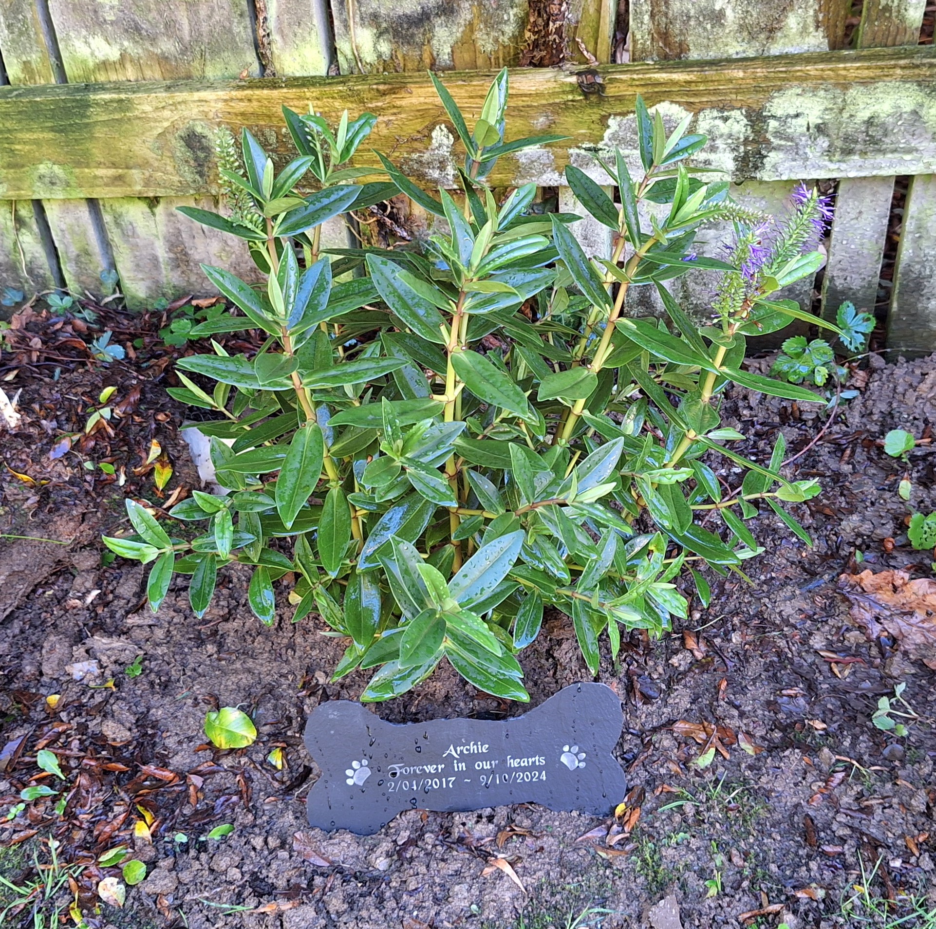 Archie's remembrance garden shrub and plaque