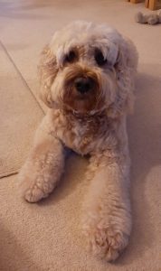 Clumberdoodle Archie