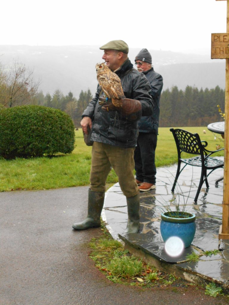 Tawny Owl from Horn of Plenty Falconry Display